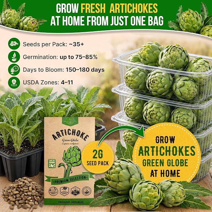 Green Globe Artichoke Seeds Pack 2G - Over 35 of Non-GMO Heirloom Artichoke Seeds for Planting Vegetables in Individual Seed Packet, Vegetable Seeds for Planting Home Garden Indoor & Outdoor Gardening