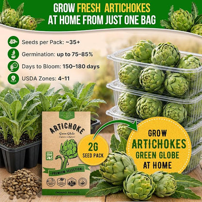 Green Globe Artichoke Seeds Pack 2G - Over 35 of Non-GMO Heirloom Artichoke Seeds for Planting Vegetables in Individual Seed Packet, Vegetable Seeds for Planting Home Garden Indoor & Outdoor Gardening