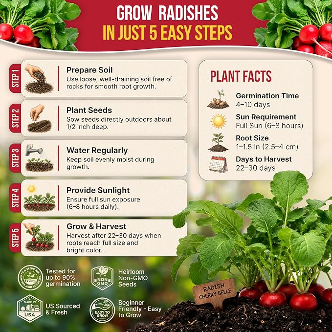 Cherry Belle Radish Seeds Pack 10 G - Over 1200 Non-GMO Heirloom Radish Seeds for Planting Vegetables in Individual Seed Packet, Vegetable Seeds for Planting Home Garden Indoor & Outdoor Gardening