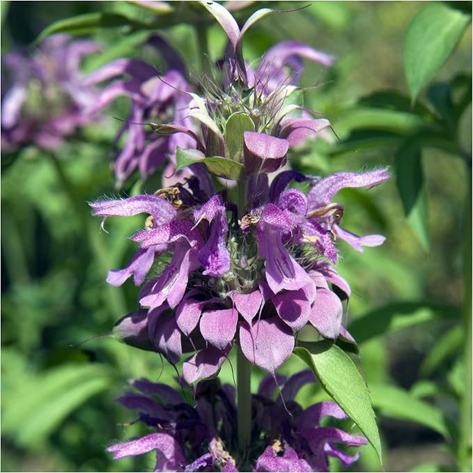 Seed Needs Bee Balm Seeds Variety Pack of 3 Perennial Monarda Flowers