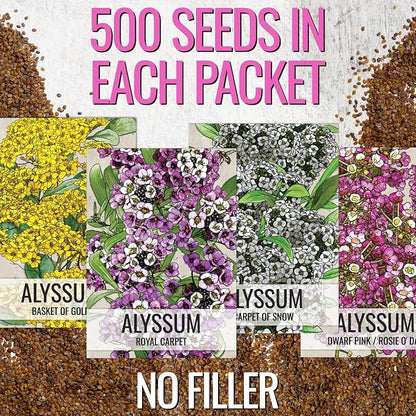 Seed Needs Alyssum Seeds Variety Pack of 4 Groundcover Flowers to Plant