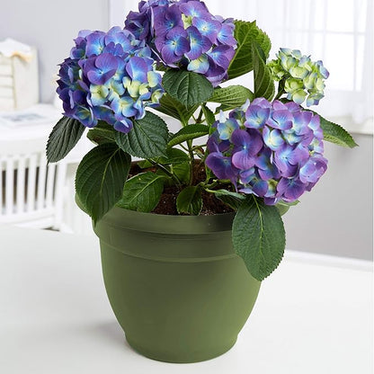 Bloem Ariana Pot Planter: 16" - Living Green - Durable Resin Pot, for Indoor and Outdoor Use, Gardening, Self Watering Disk Included, 6 Gallon Capacity