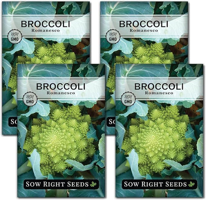 Sow Right Seeds - Romanesco Broccoli Seeds for Planting - Non-GMO Heirloom Packet with Instructions to Plant an Outdoor Home Vegetable Garden - Great for Salads - Abundant Harvest - Cold Hardy (4)