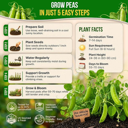 Organo Republic Pea Oregon Sugar Pod II Seeds Pack 15G - Over 75 Non-GMO Heirloom Pea Seeds for Planting Vegetables in Individual Seed Packet, Vegetable Seeds for Planting Home Garden Indoor & Outdoor