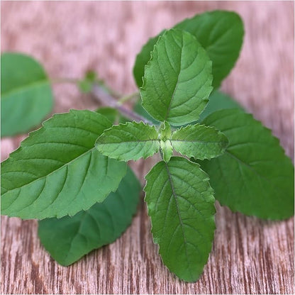 Seed Needs Basil Seeds Variety Pack of 8 Herbs for an Indoor Outdoor Garden