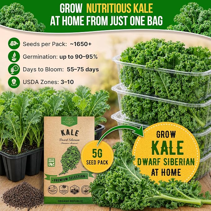 Organo Republic Kale Dwarf Siberian Seeds Pack 5 G - Over 1,650 Non-GMO Heirloom Kale Seeds for Planting Greens in Individual Seed Packet, Greens Seeds for Planting Home Garden Indoor & Outdoor
