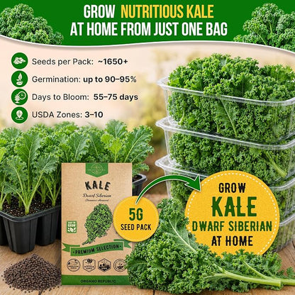 Organo Republic Kale Dwarf Siberian Seeds Pack 5 G - Over 1,650 Non-GMO Heirloom Kale Seeds for Planting Greens in Individual Seed Packet, Greens Seeds for Planting Home Garden Indoor & Outdoor