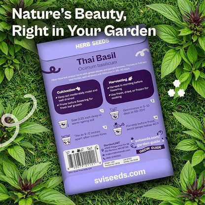 SVI 600 Sweet Thai Basil Seeds (Ocimum basilicum) – Basil Seed Packets Aromatic, Heat-Tolerant – Non GMO Heirloom Herb Seeds for Containers, Outdoor & Indoor Herb Garden