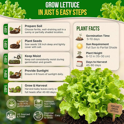 Organo Republic Lettuce Oakleaf Seeds Pack 1 G - Over 800 Non-GMO Heirloom Lettuce Seeds for Planting Greens in Individual Seed Packet, Greens Seeds for Planting Home Garden Indoor & Outdoor Gardening