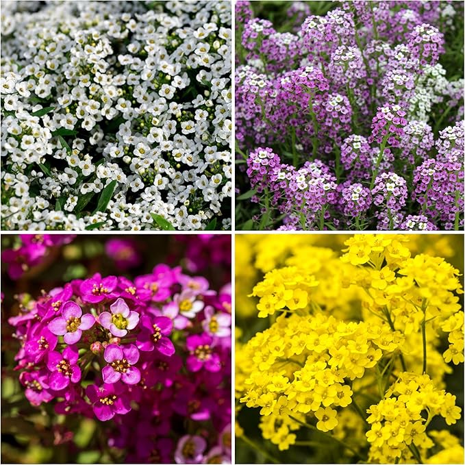 Seed Needs Alyssum Seeds Variety Pack of 4 Groundcover Flowers to Plant