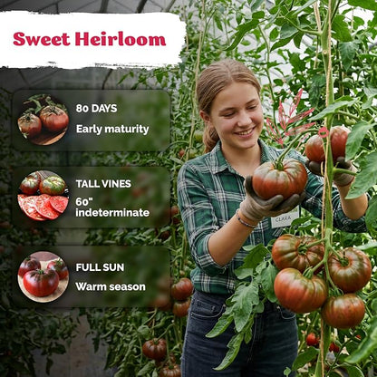 KVITER 75 Cherokee Purple Tomato Seeds (Lycopersicon Esculentum) – Cherokee Purple Heirloom Seed Packets, Sweet Tomatos, Open-Pollinated, Non GMO Seed - Vegetable Seeds for Indoor/Outdoor Garden