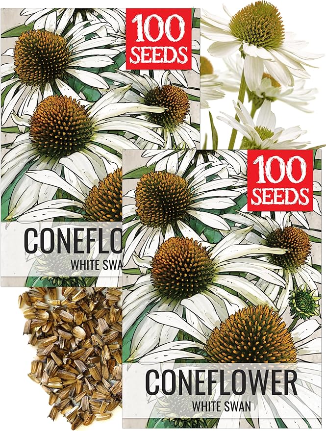 Seed Needs White Swan Coneflower Seeds to Plant Echinacea Flowers 2 Packs