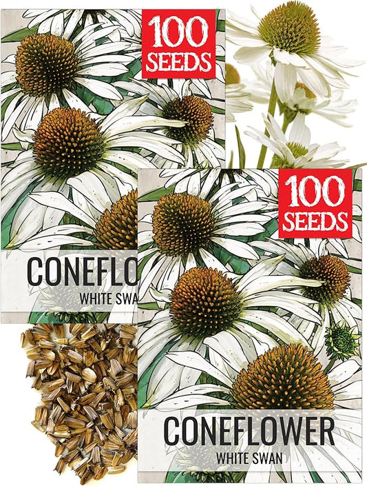 Seed Needs White Swan Coneflower Seeds to Plant Echinacea Flowers 2 Packs