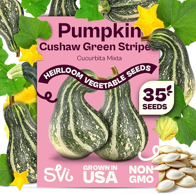 SVI 35 Cushaw Green Striped Pumpkin Seeds (Cucurbita mixta) – Cushaw Squash, Non GMO Winter Squash Seed Packets – Heirloom Vegetable Seeds for Planting Outdoors in Home Garden & Raised Beds