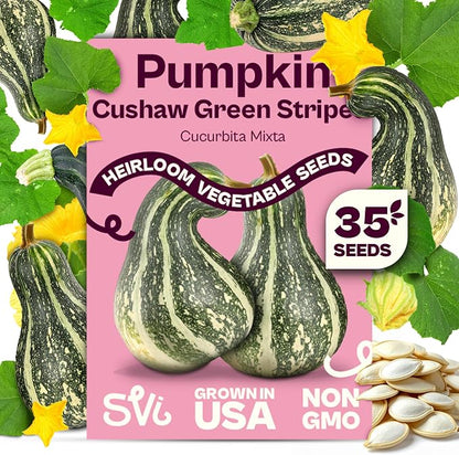 SVI 35 Cushaw Green Striped Pumpkin Seeds (Cucurbita mixta) – Cushaw Squash, Non GMO Winter Squash Seed Packets – Heirloom Vegetable Seeds for Planting Outdoors in Home Garden & Raised Beds