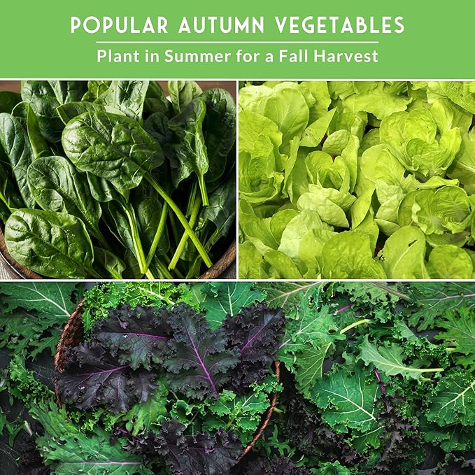Fall Vegetable Seeds Collection - 8 Packs of Non-GMO Heirloom Cool Weather Seed Varieties for Planting Vegetables | Autumn & Indoor Gardening Variety Pack - Survival Garden Seeds