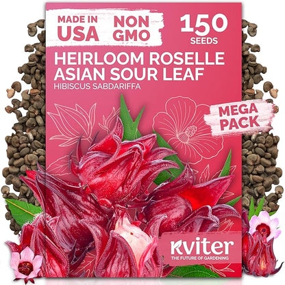 KVITER 150 Roselle Seeds for Planting (Hibiscus Sabdariffa) – Jamaican Sorrel/Cranberry Hibisco Seeds/Gongura Seed/Sour Leaf Seed – Perfect for Hibiscus Tea Organic, Outdoor & Indoor Garden