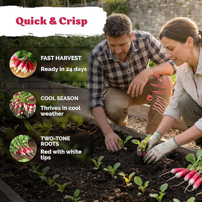 KVITER 550 French Breakfast Radish Seeds (Raphanus Sativus) - Non GMO Radish Seed Packets, Mild Flavor, Crisp Roots, Fast Harvest - Heirloom Vegetable Seeds for Outdoors, Ideal for Home Garden