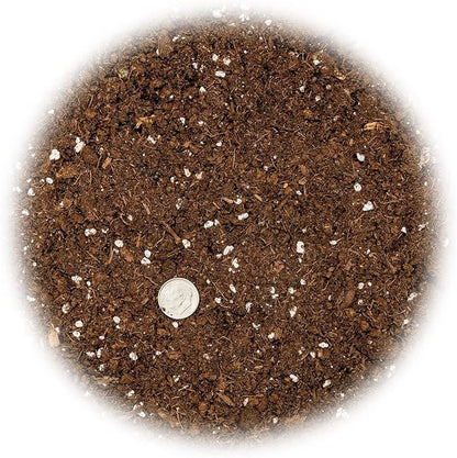 GARDENERA Money Tree Potting Soil Mix for Planting or Repotting Guiana Chestnut, Soil Blended to Properly Grow Money Tree Plants (4 Quart Bag)