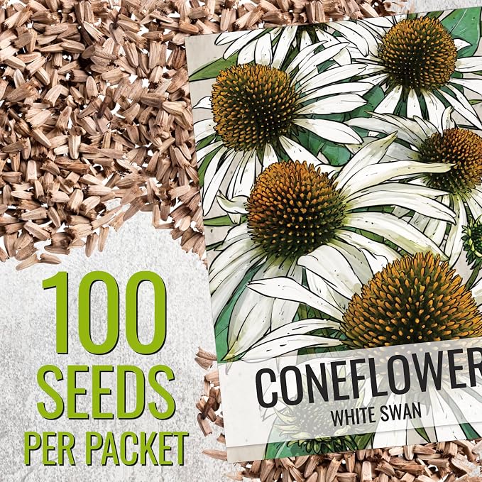 Seed Needs White Swan Coneflower Seeds to Plant Echinacea Flowers 2 Packs