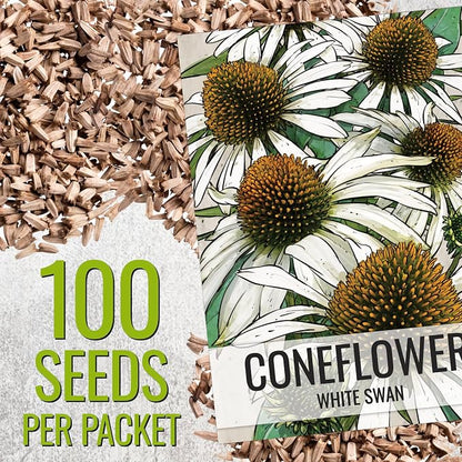 Seed Needs White Swan Coneflower Seeds to Plant Echinacea Flowers 2 Packs