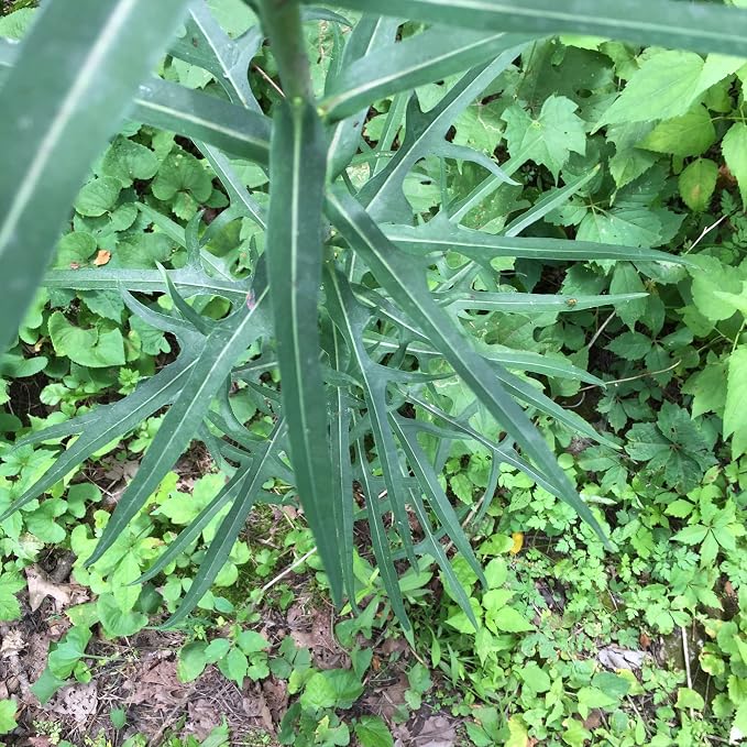 Wild Lettuce (Lactuca virosa) - Packet of 50 Seeds