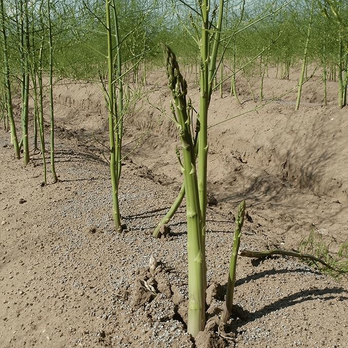 Millennium Asparagus Roots - Cold Hardy and Exceptionally High Yields - 2yr Asparagus Crowns from Hand Picked Nursery (5)