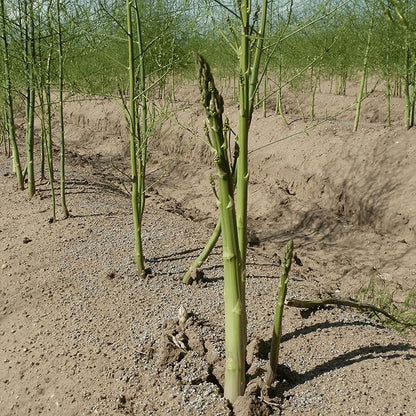 Millennium Asparagus Roots - Cold Hardy and Exceptionally High Yields - 2yr Asparagus Crowns from Hand Picked Nursery (50)