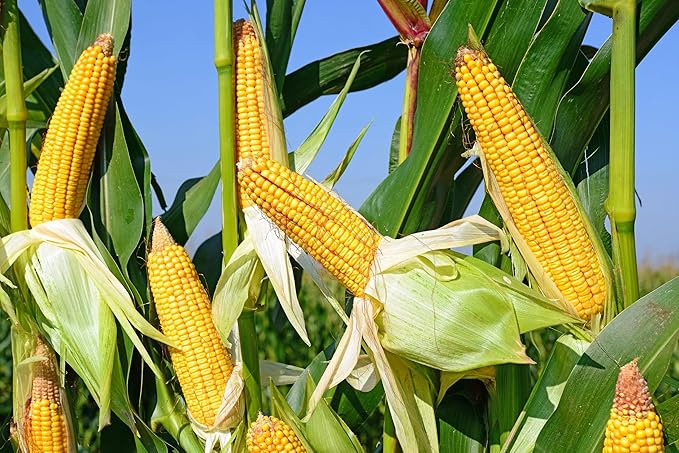 Seeds Sugar Corn Sweet Giant Heirloom Vegetable Non GMO for Planting