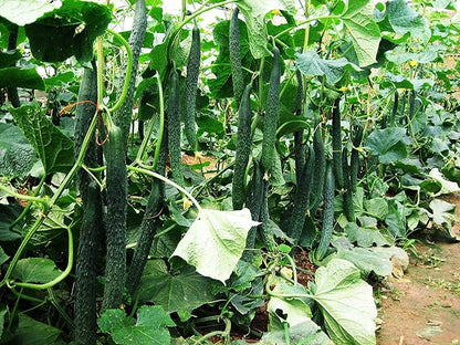 Seeds Cucumber Burpless Chinese Miracle Giant Long Rare Pickling Non GMO Vegetable for Planting