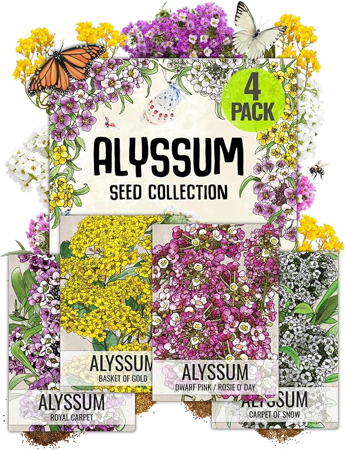 Seed Needs Alyssum Seeds Variety Pack of 4 Groundcover Flowers to Plant