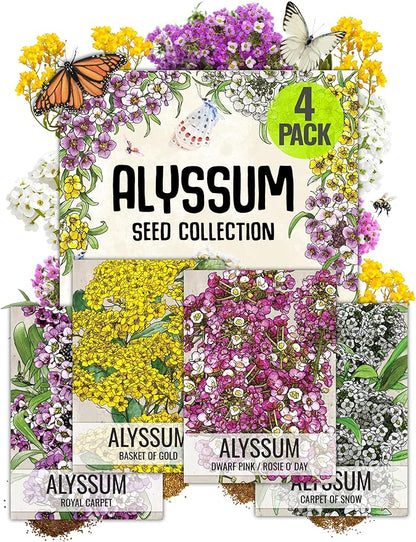 Seed Needs Alyssum Seeds Variety Pack of 4 Groundcover Flowers to Plant
