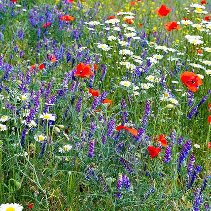 Wildflower Seed Bulk, 3 Oz. (80,000+ Seeds) – 19 Non-GMO Flower Seeds for Shade, Annual & Perennial Wild Flowers Mix for Partial Shade – Shade Tolerant by Mountain Valley Seed