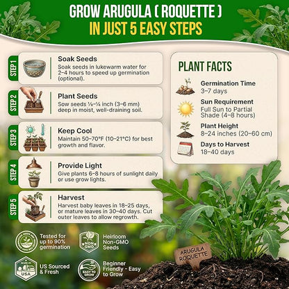 Organo Republic Arugula Roquette Seeds Pack 5G - Over 2900 Non-GMO Heirloom Arugula Seeds for Planting Greens in Individual Seed Packet, Greens Seeds for Planting Home Garden Indoor & Outdoor Garden