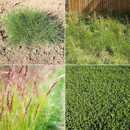 Ferry-Morse Bulk Seeds, 1lb Bag Each EcoEase Microclover and Fescue Low Maintenance Ground Cover Grass Seed Mix, 2lb