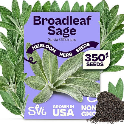 SVI 350 Broadleaf Sage Seeds (Salvia officinalis) - Common Sage, Heirloom Aromatic Herbs - Culinary Herb Seeds for Containers, Home, Kitchen Herb Garden