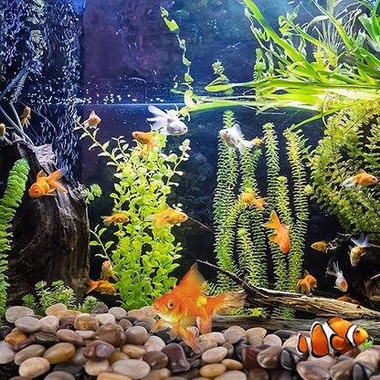 2lbs Black Pebbles for Indoor Plants, 1-2Inch Natural River Rocks for Aquarium, High Polished Decorative Stones for Vase Filler Fish Tank Landscaping Garden