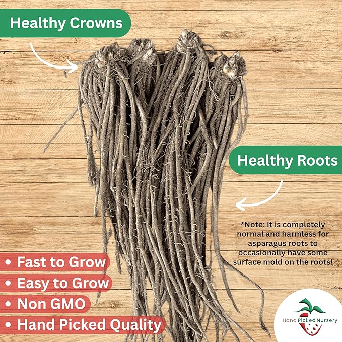 Millennium Asparagus Roots - Cold Hardy and Exceptionally High Yields - 2yr Asparagus Crowns from Hand Picked Nursery (10)