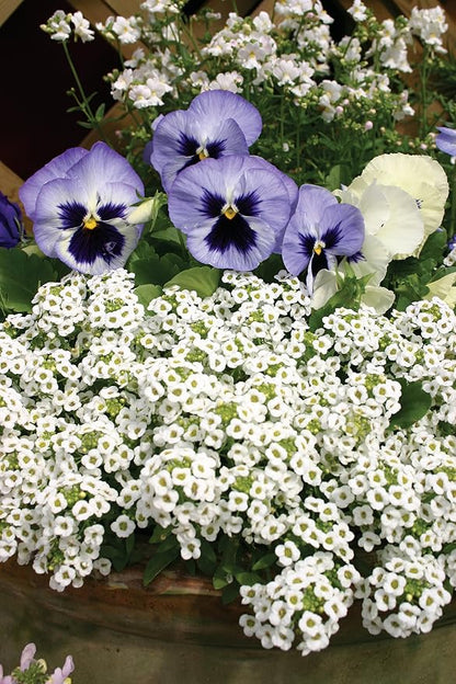 Burpee Carpet of Snow Alyssum Seeds 2500 seeds