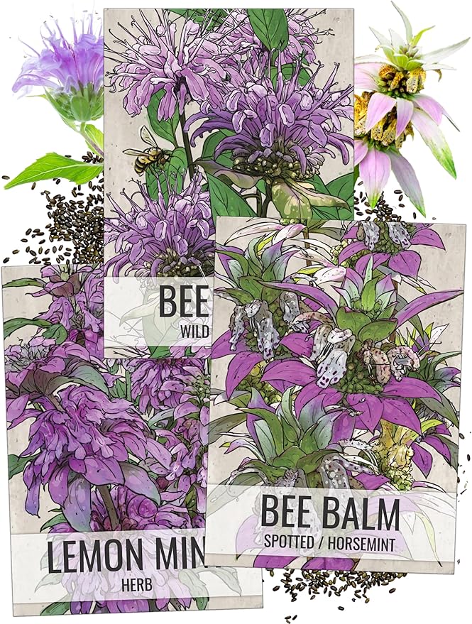 Seed Needs Bee Balm Seeds Variety Pack of 3 Perennial Monarda Flowers