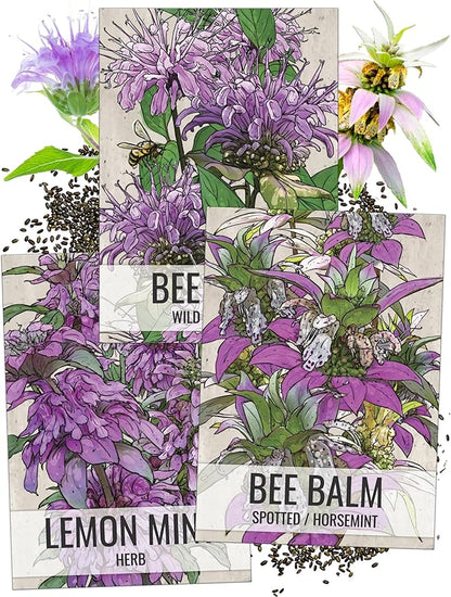 Seed Needs Bee Balm Seeds Variety Pack of 3 Perennial Monarda Flowers