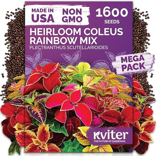 KVITER 1600 Rainbow Coleus Seeds for Planting Mix (Plectranthus scutellarioides) – Coleus Garden Seed Packets – Non-GMO & Heirloom Flower Seeds for Outdoor & Indoor Garden, Containers, Borders, Patios