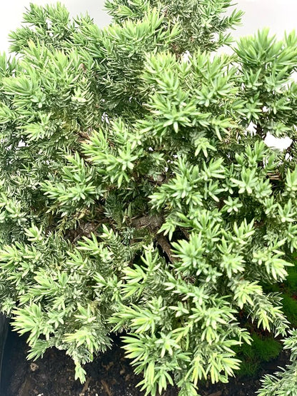 Live Dwarf Juniper Bonsai Tree 12+ Years Old with Bamboo mat| Juniper or Jade Bonsai Tree | Indoor/Outdoor | 100% Handcrafted| Home and Office Décor | Best Gift for Holiday (style3)