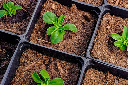 500 Buttercrunch Lettuce Seeds for Planting - Heirloom Non-GMO Vegetable Seeds for Planting - Hydroponics - Microgreens - AKA Butterhead, Boston, Bibb Lactuca Sativa