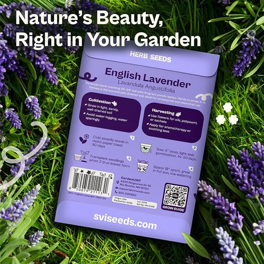 SVI 1500 English Lavender Seeds for Planting (Lavandula angustifolia) – Fragrant Perennial Lavender Flowers – Heirloom Herb Seeds for Borders, Herb Garden & Containers, Wildflower Meadows