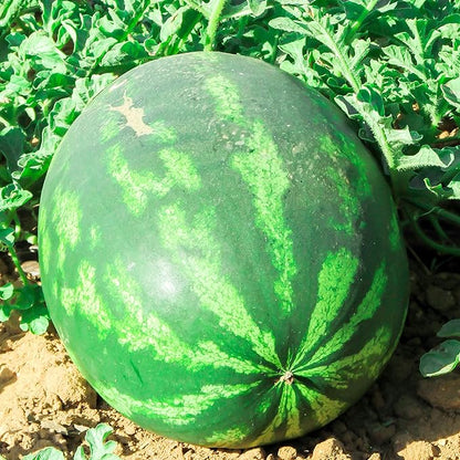 Watermelon Seeds, 50+ Crimson Sweet, Heirloom, Non GMO Seeds, Citrullus lanatus