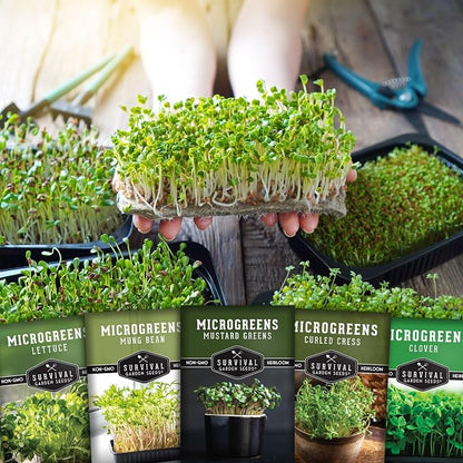 Microgreens Seeds 5-Variety Pack for Sprouting – Mustard, Mung Bean, Curled Cress, Clover & Lettuce Seed for Indoors – Fast-Growing Non-GMO Heirloom Starter Pack – Survival Garden Seeds