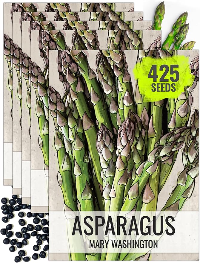 Seed Needs Mary Washington Asparagus Seeds to Plant Heirloom 5 Packs