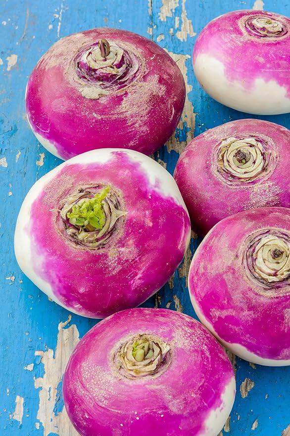 TKE Farms & Gardens - Purple Top Turnip Seeds for Planting, 12 Grams, 5000 Heirloom Seeds, Non-GMO, Packet Includes Instructions for Growing, Brassica rapa, Qty 1