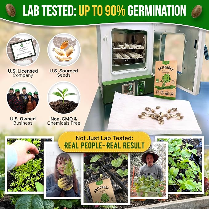 Green Globe Artichoke Seeds Pack 2G - Over 35 of Non-GMO Heirloom Artichoke Seeds for Planting Vegetables in Individual Seed Packet, Vegetable Seeds for Planting Home Garden Indoor & Outdoor Gardening